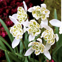 Doppeltes Schneeglöckchen (x10) - Galanthus nivalis flore pleno - Blumenzwiebeln Frühlingsblüher