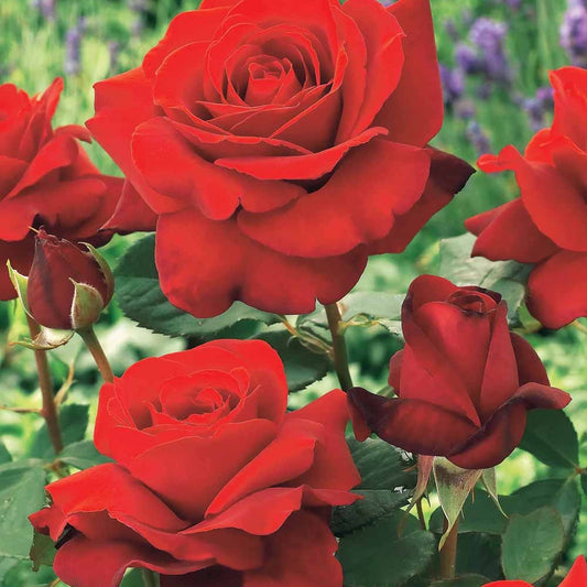 Strauchrose Duftzauber 84 - Rosa la magie du parfum - Gartenpflanzen