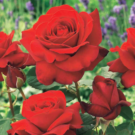 Strauchrose Duftzauber 84 - Bakker