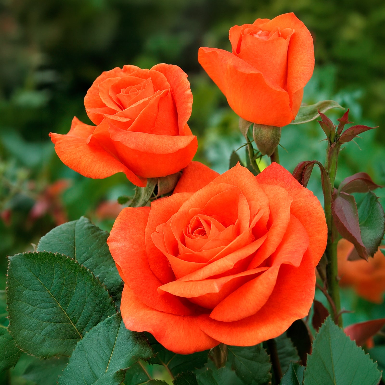 Rosenstrauch Orange Supreme - Bakker