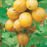 Ribes uva-crispa anglaise blanche