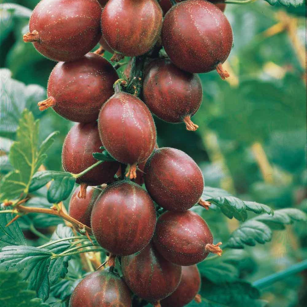 Stachelbeere Winham's Industry (x2) - Ribes uva-crispa winham's industry - Obst