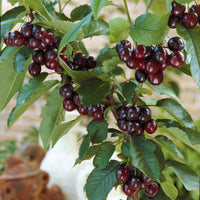 Kirsche Karina - Prunus avium karina - Obst