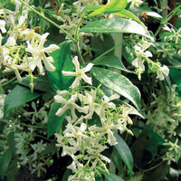 Sternjasmin - Trachelospermum jasminoïdes - Sträucher und Stauden