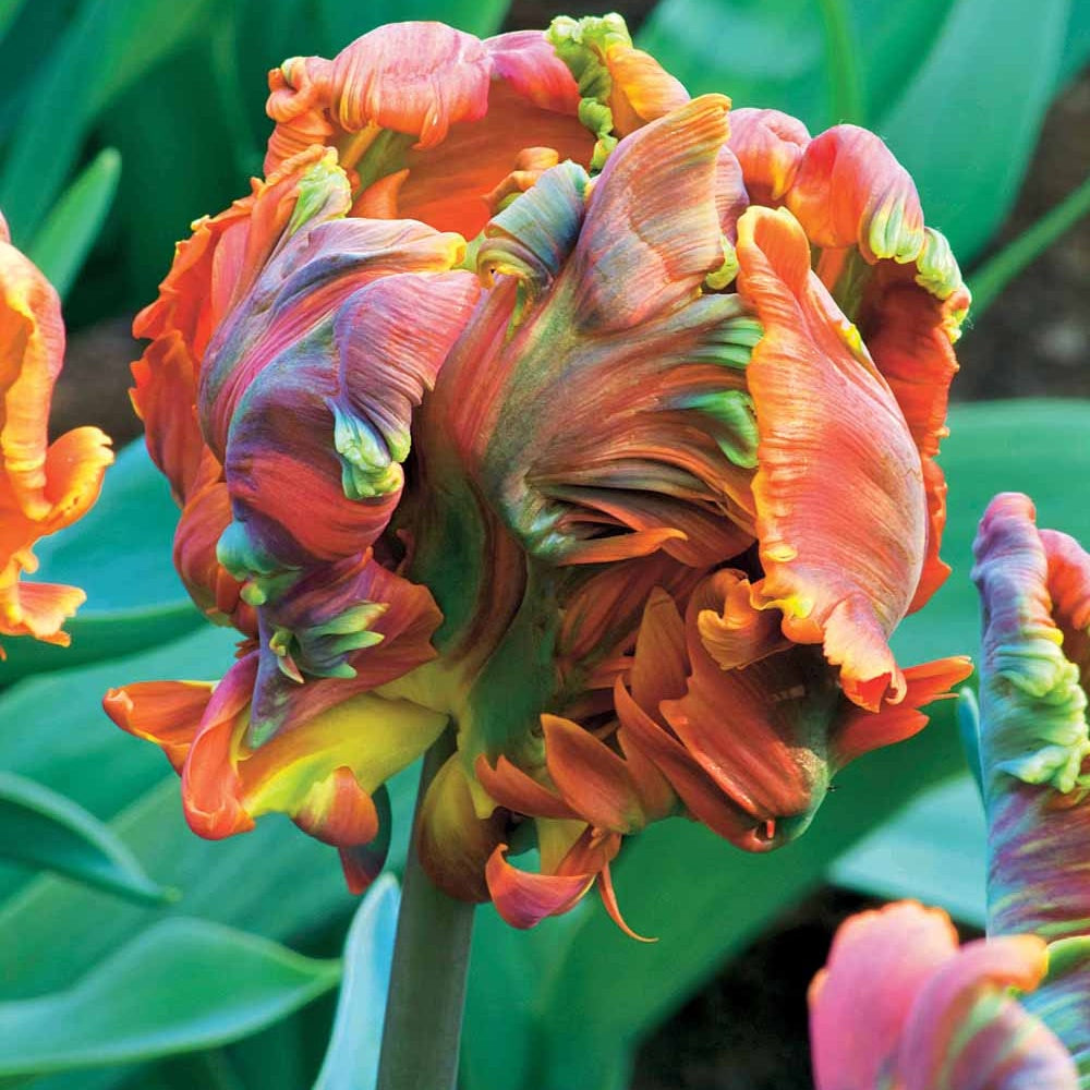 Papagei Tulpen Blumex (x6) - Tulipa blumex - Blumenzwiebeln