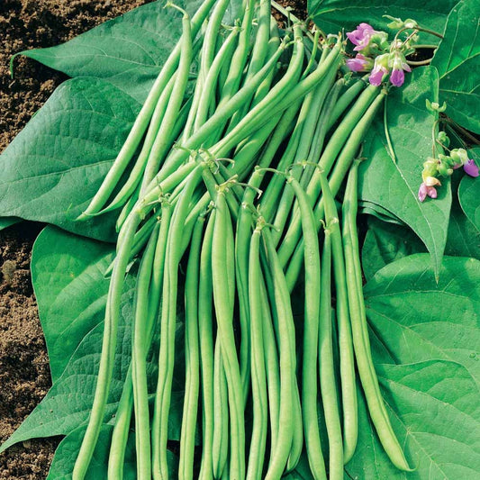 Fadenlose Stangenbohne Mascaret - Bakker