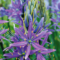 Prärielilie Caerulea (x5) - Camassia leichtlinii caerulea - Blumenzwiebeln