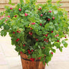 Himbeere Ruby Beauty - Rubus idaeus ruby beauty ® - Obst