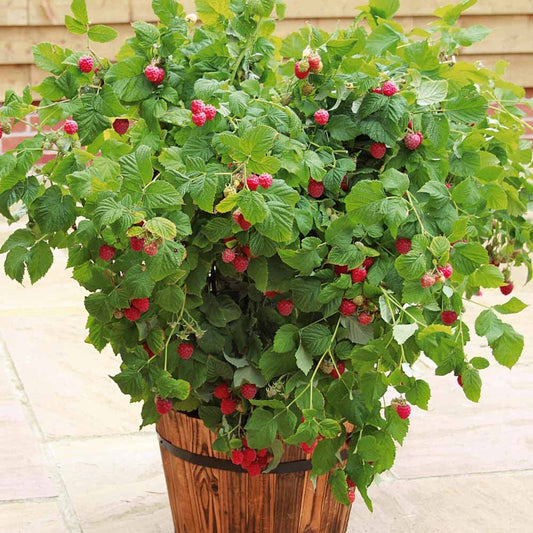 Himbeere Ruby Beauty - Rubus idaeus ruby beauty ® - Himbeere