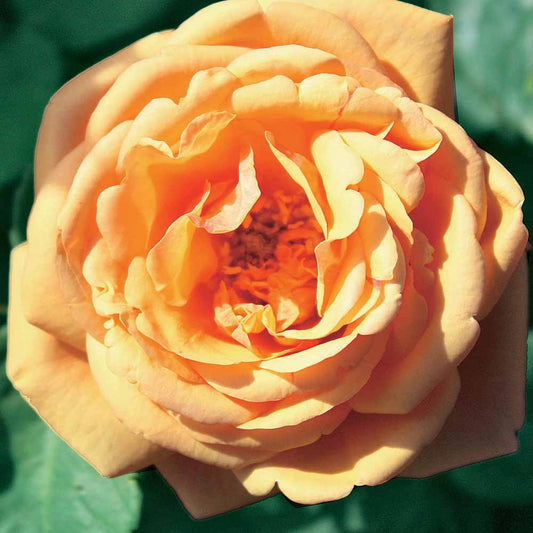 Englische Rose Charlie Ausgreen® - Rosa charlie ausgreen ® (ausfather) - Gartenpflanzen
