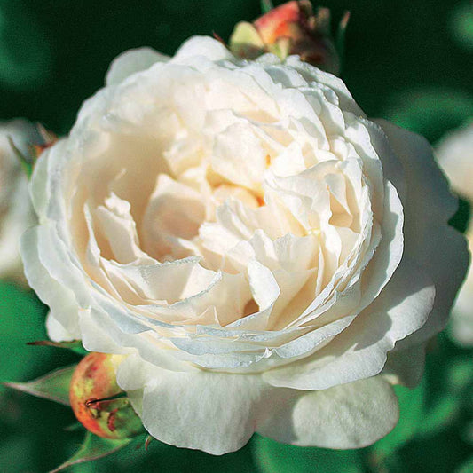 Englische Rose Ausgreen's Winner ® - Rosa ausgreen's winner ® (auscat) - Pflanzensorten