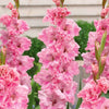 Gladiolen Katherina (x10) - Gladiolus katherina - Blumenzwiebeln Sommerblüher