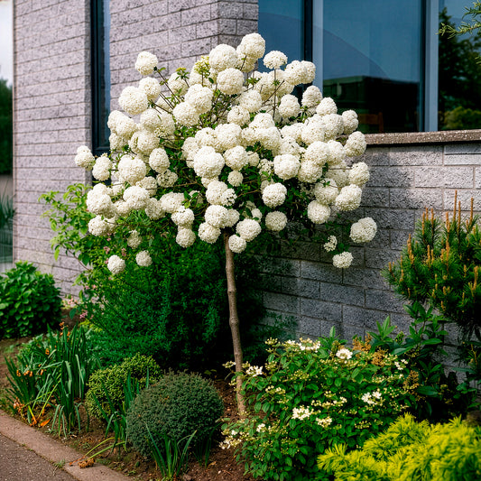 Viburnum eskimo - Schneeball Eskimo auf Stamm - Sträucher