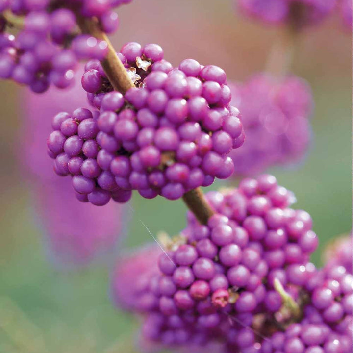 Amerikanische Schönfrucht Callicarpa americana Online kaufen auf