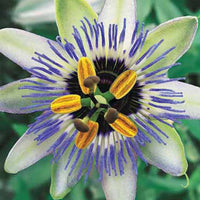 Passionsblume Blue Sky - Passiflora caerulea blue sky - Passionsblume