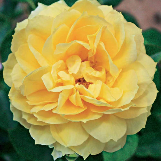 Inselrose Bahama ® Intercomham - Bakker