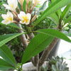 Frangipani - Plumeria alba - Zimmerpflanzen