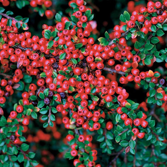 Hecken-Zwergmispel - Cotoneaster lucidus - Gartenpflanzen