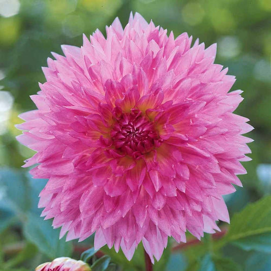 Dahlien Sakura Fubuki rosa (x3) - Dahlia sakura fubuki - Blumenzwiebeln