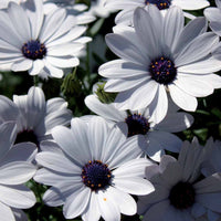 Weiße Kapkörbchen (x3) - Osteospermum margarita white - Terrasse balkon