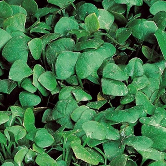 Winterportulak Claytone aus Kuba - Bakker