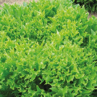 Gekräuselter Batavia-Salat Eazyleaf Skilton - Lactuca sativa eazyleaf skilton - Gemüsegarten
