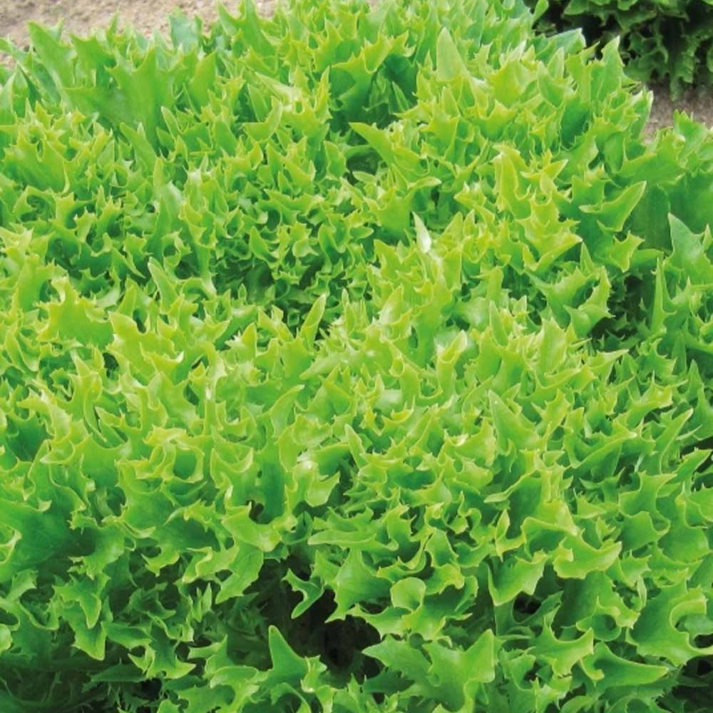 Gekräuselter Batavia-Salat Eazyleaf Skilton - Lactuca sativa eazyleaf skilton - Gemüsegarten