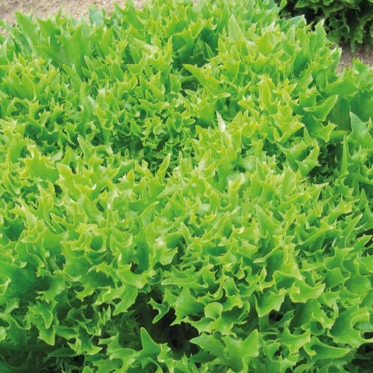 Gekräuselter Batavia-Salat Eazyleaf Skilton - Bakker