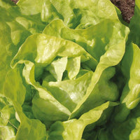 Kopfsalat Twellose Gele Bio - Lactuca sativa twellose gele - Gemüsegarten