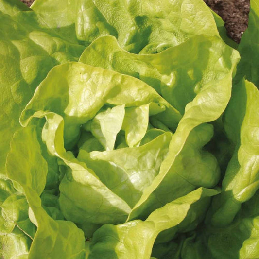 Kopfsalat Twellose Gele Bio - Bakker