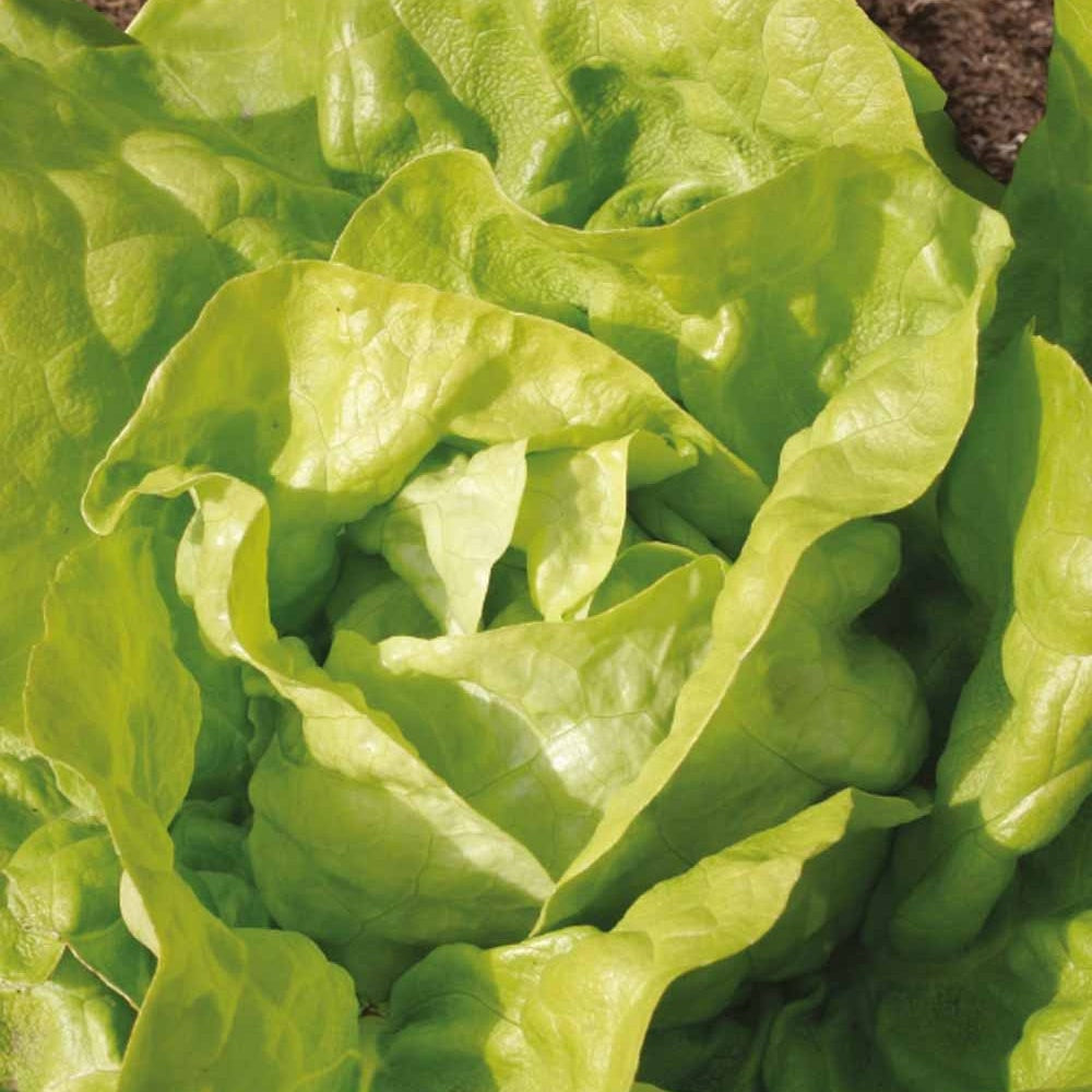 Kopfsalat Twellose Gele Bio - Lactuca sativa twellose gele - Gemüsegarten