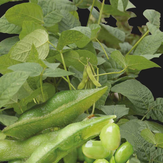 Sojabohne Fiskeby V Edamame - Glycine max - Gemüsegarten