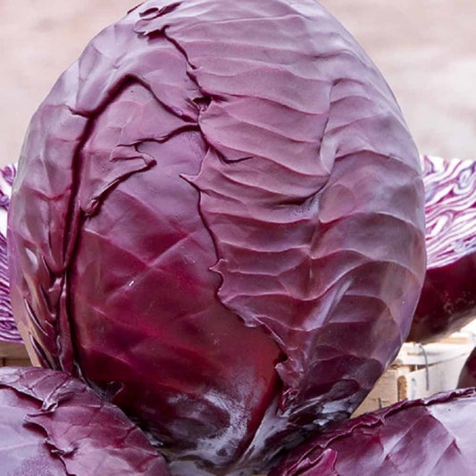 Rotkohl Langedijker Bewaar 2 - Bakker