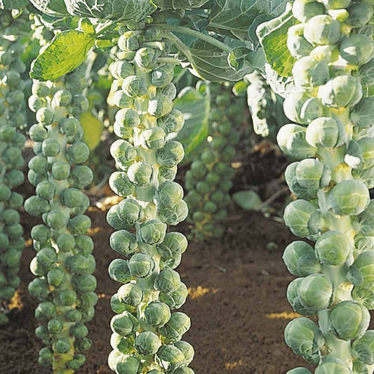 Rosenkohl Igor F1 Bio - Brassica oleracea  igor f1 - Gemüsegarten