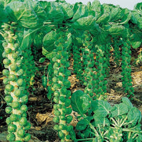 Rosenkohl Roodnerf - Brassica oleracea roodnerf - Gemüsegarten
