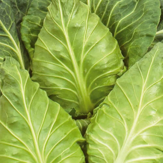 Radis rund Raxe Bio - Bakker