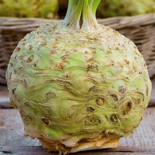 Knollensellerie Goliath - Apium graveolens goliath - Gemüsegarten