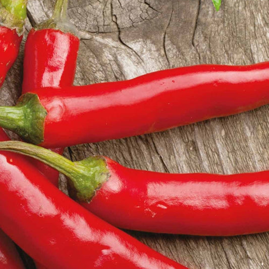 Chili Westlandse lange rode Bio - Bakker