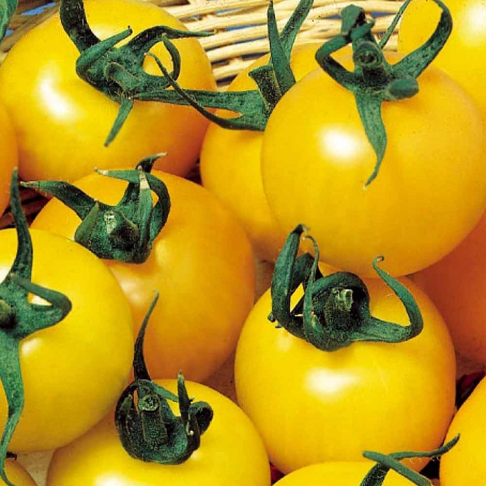 Gelbe Fruchttomate Goldene Königin - Solanum lycopersicum goldene königin - Gemüsegarten