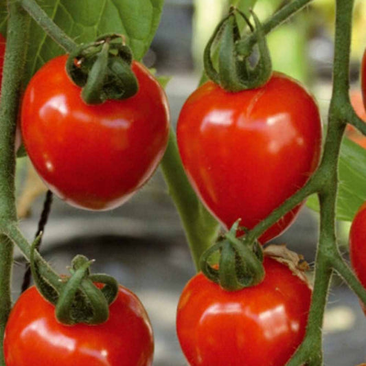 Kirschtomate Gardenberry F1 - Bakker