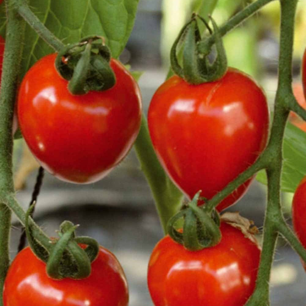 Sammlung von Kirschtomaten - Collection tomates cerises - Gemüsegarten