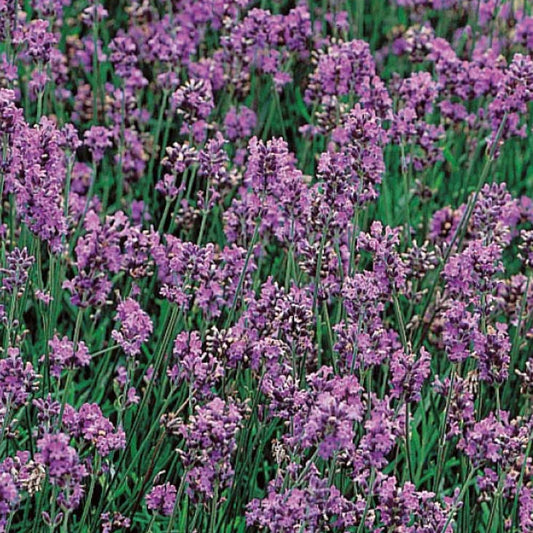 Lavendel Bio - Lavandula vera - Gemüsegarten
