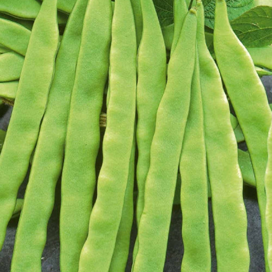 Stangenbohne Helda - Bakker