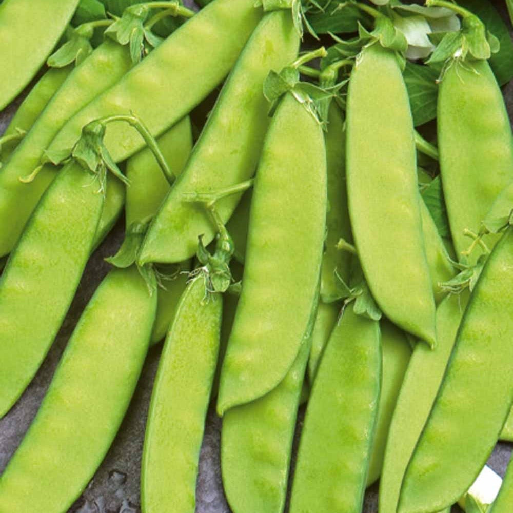 Zuckererbse Vroege Hendriks - Pisum sativum vroege hendriks - Gemüsegarten