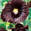 Stockrose Jet Black - Alcea rosea var. nigra - Gemüsegarten