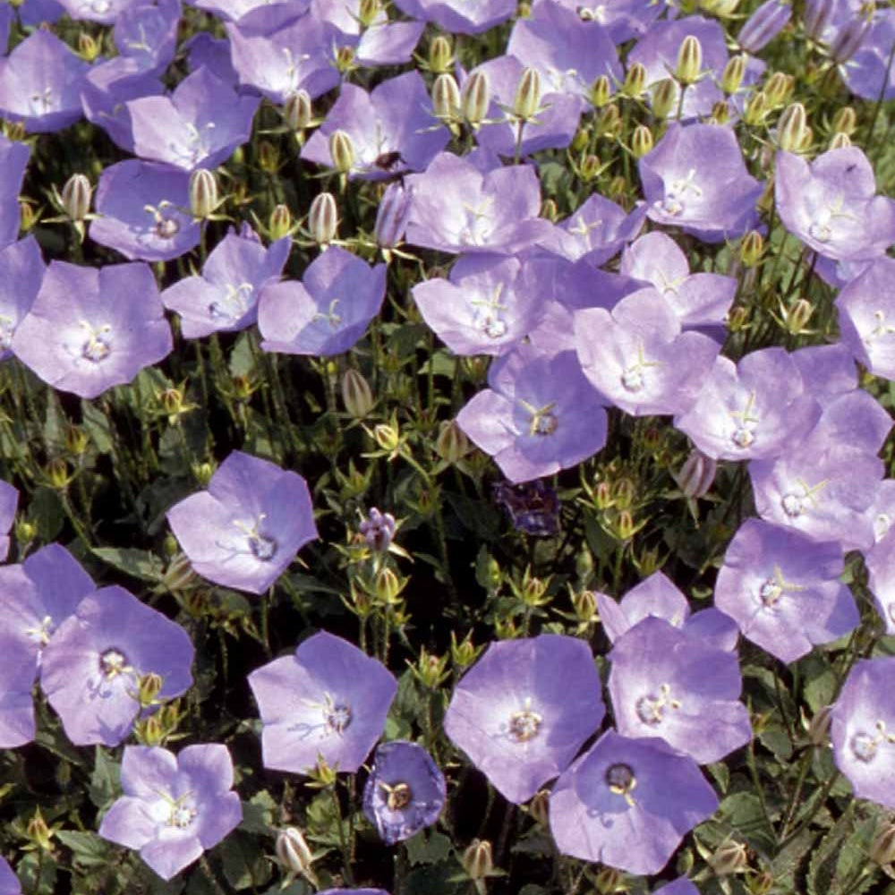 Campanula carpatica - Karpaten-Glockenblume