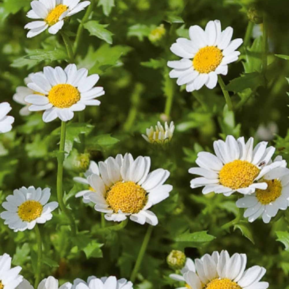 Einjährige Zwergchrysantheme Snow Daisy - Chrysanthemum paludosum - Gemüsegarten