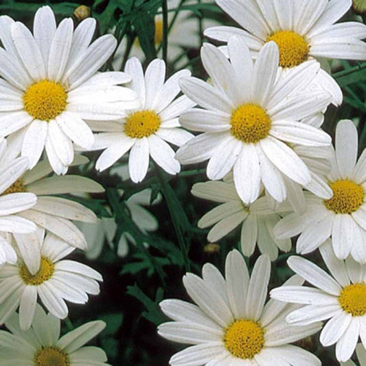 Wiesen Chrysantheme Alaska - Chrysanthemum leucanthemum vulgare - Gemüsegarten