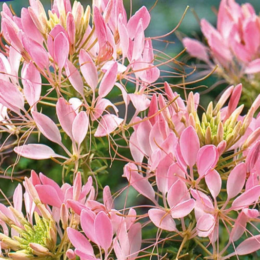 Dornige Cleome Rose Beauty - Cleome spinosa rose beauty - Gemüsegarten