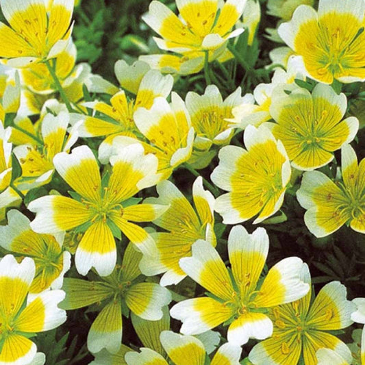 Douglas-Sumpfblume - Limnanthes douglasii - Gemüsegarten